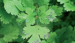 Bacterial blight of coriander: symptoms and biology